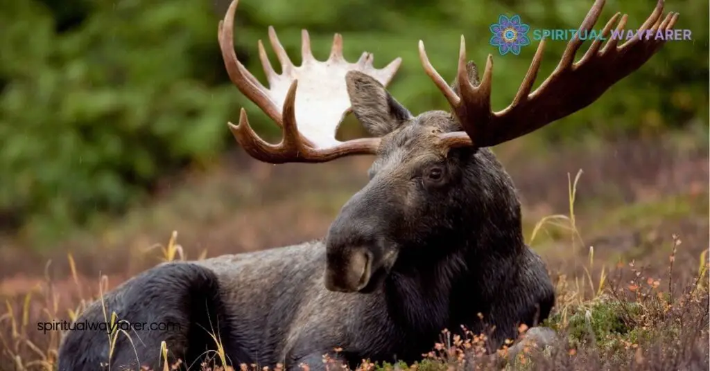 Unveiling Moose Symbolism: Discover Strength, Resilience & Personal Growth 4 Interpreting Moose Symbolism In Personal Life