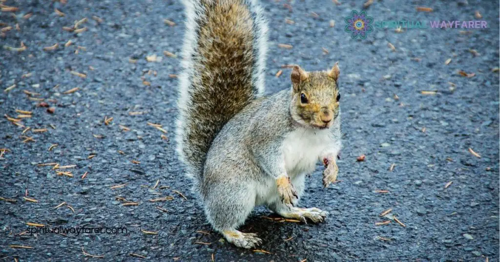 Discover the Spiritual Meaning of a Squirrel Crossing Your Path 3 Interpreting The Sign