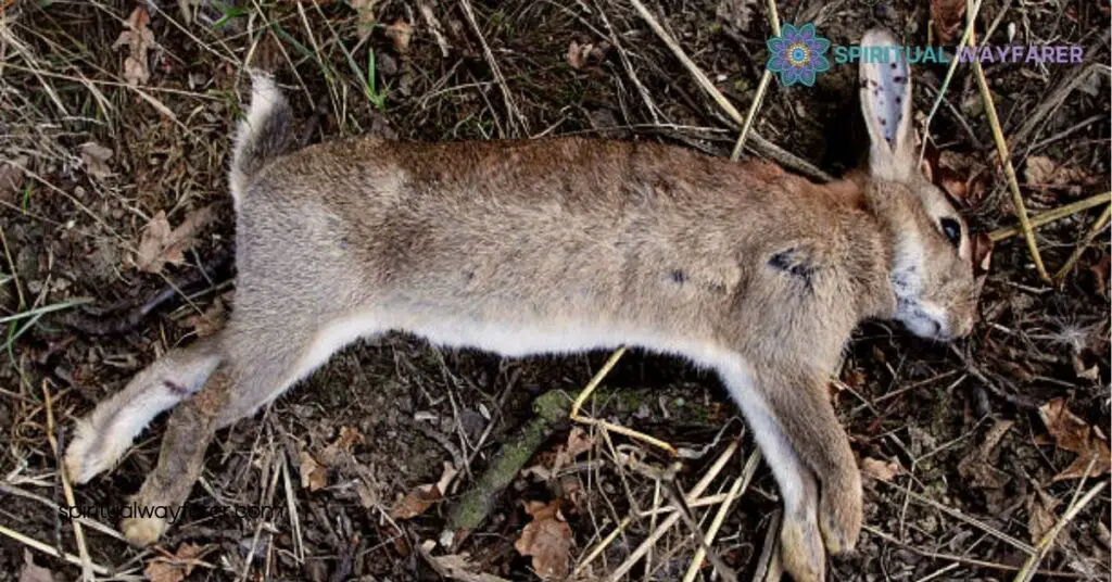 Dead Rabbit Spiritual Meaning: Unlocking Messages of Change and Renewal 2 Interpreting the Dead Rabbit Spiritual Meaning