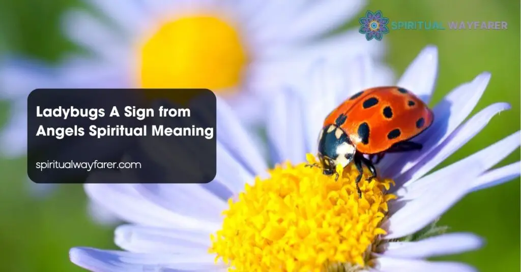 Ladybugs A Sign from Angels Spiritual Meaning