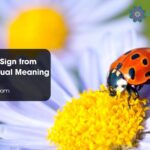Ladybugs A Sign from Angels Spiritual Meaning