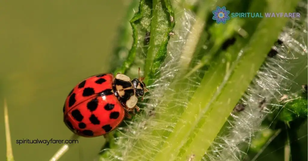 Ladybugs: A Sign from Angels – Discover Their Spiritual Meaning 3 Ladybugs As Messengers From Angels