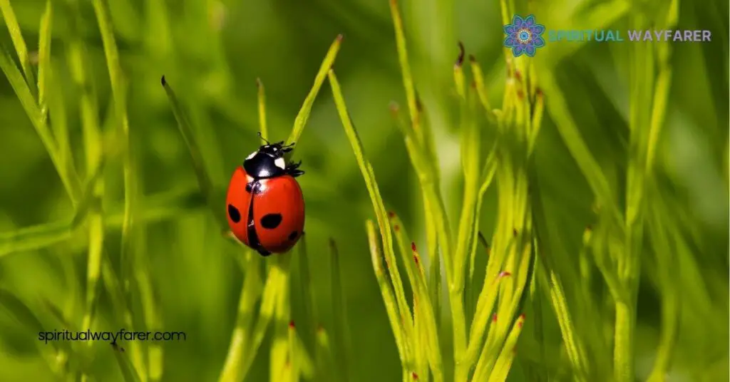 Unlocking the Symbolism and Spiritual Meaning of Ladybugs: Discover Their Hidden Messages 3 Ladybugs As Symbols Of Luck And Protection