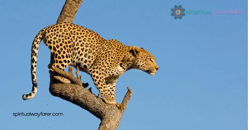 Leopard Symbolism Explained: Uncover Strength, Grace & Cultural Significance 3 Leopards In Art And Literature