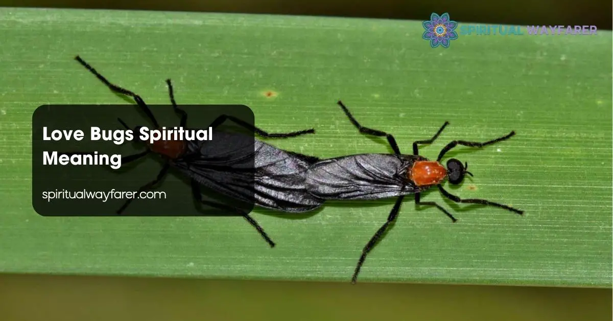 Love Bugs Spiritual Meaning
