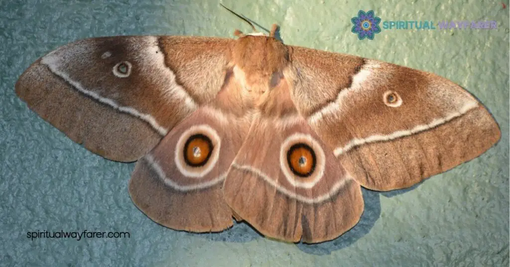The Power of Moth Symbolism: Transformation, Intuition & Resilience Unveiled 1 Meaning Of Moth Symbolism