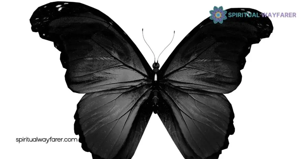 Black and Blue Butterflies in the Bible: Uncover Their Spiritual Meaning 2 Meaning of Black Butterflies
