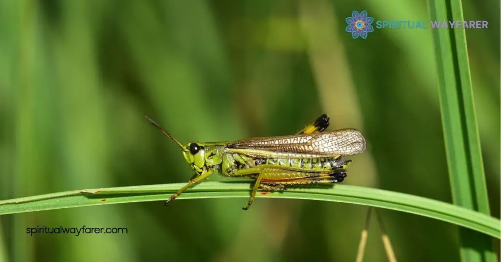 Brown Grasshopper Spiritual Symbolism: What It Means for Your Life 3 Messages and Meanings of the Brown Grasshopper