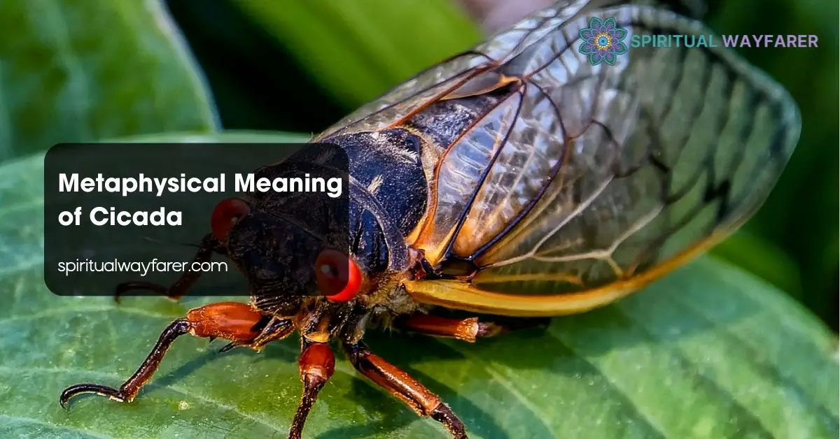 Metaphysical Meaning of Cicada