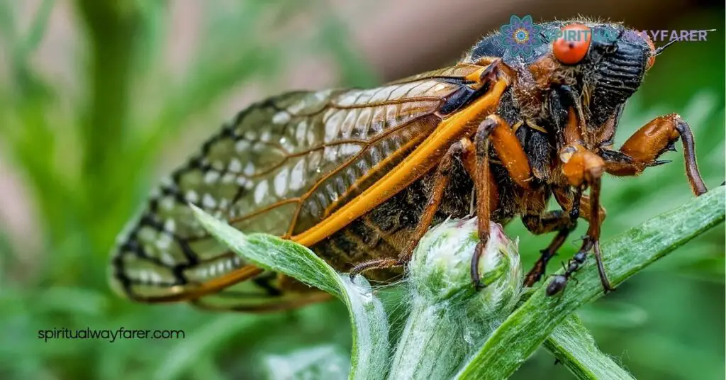 Discover the Metaphysical Meaning of Cicada: Insights on Transformation and Rebirth 2 Metaphysical Meanings