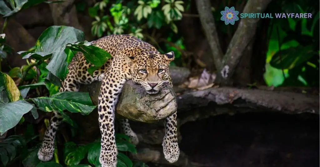 Leopard Symbolism Explained: Uncover Strength, Grace & Cultural Significance 4 Modern Interpretations Of Leopard Symbolism
