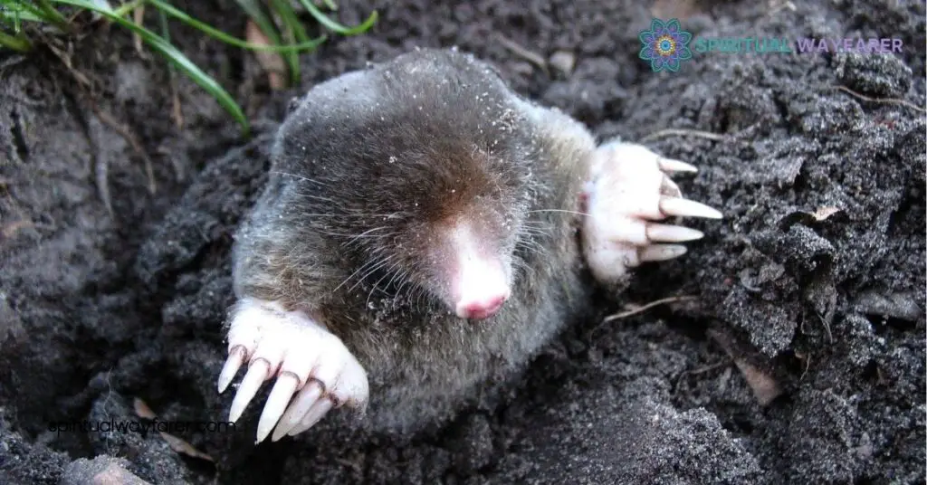 Mole Symbolism in Literature and Art