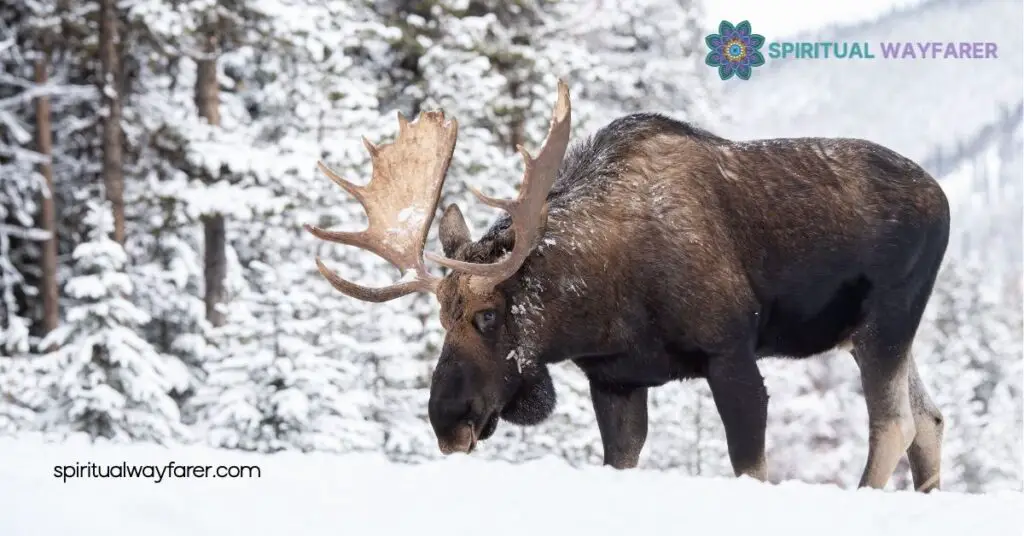 Unveiling Moose Symbolism: Discover Strength, Resilience & Personal Growth 2 Moose Symbolism In Native Traditions