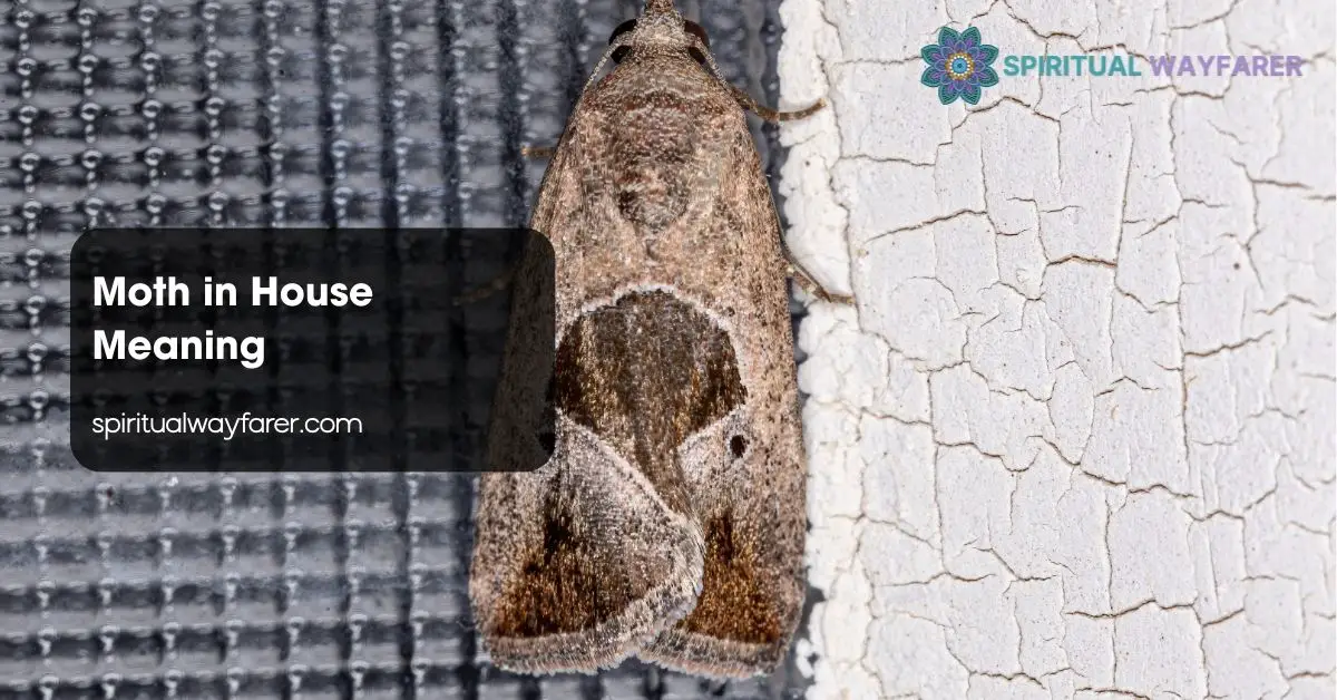 Moth in House Meaning