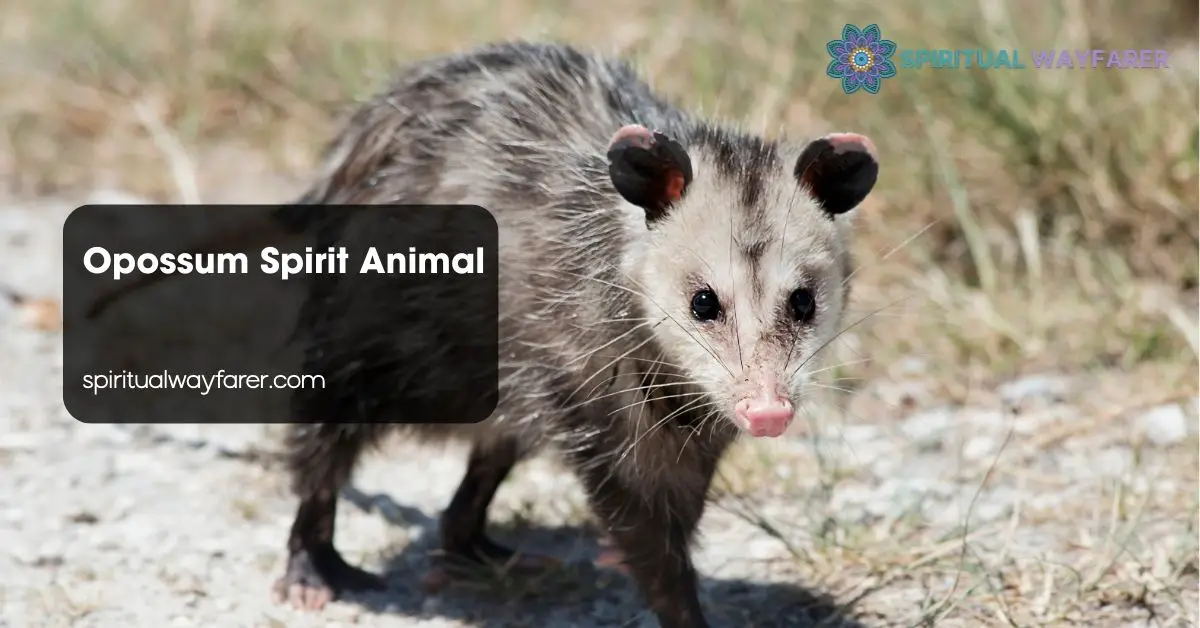 Opossum Spirit Animal