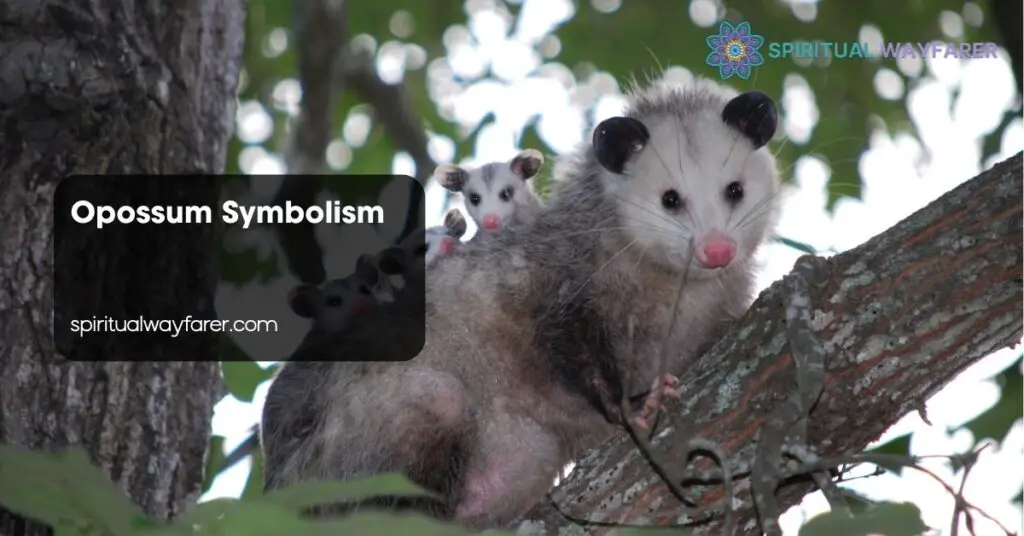 Opossum Symbolism
