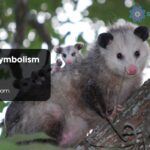 Opossum Symbolism