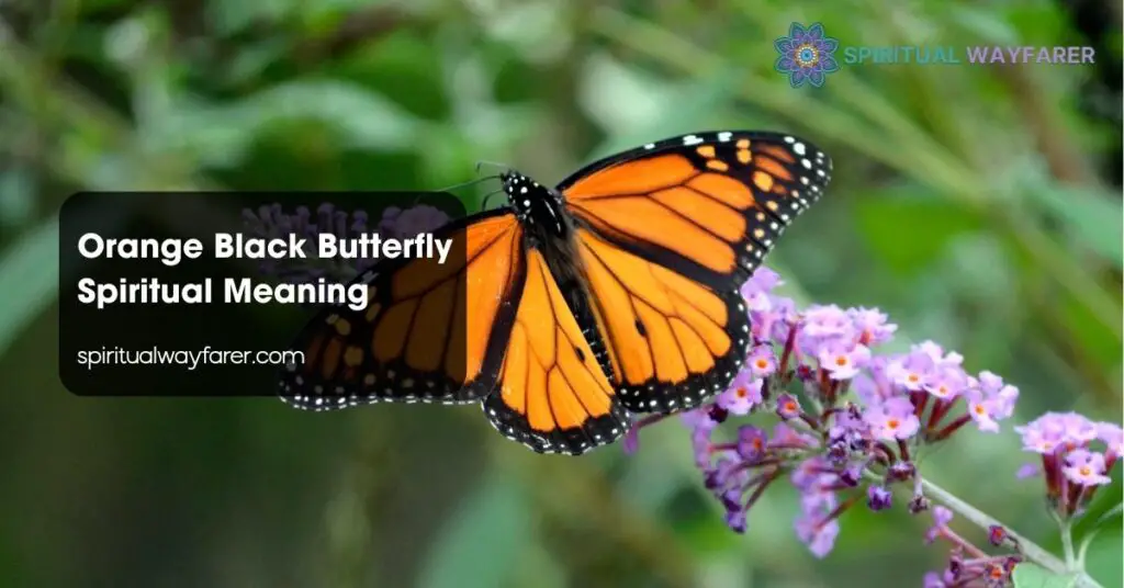 Orange Black Butterfly Spiritual Meaning