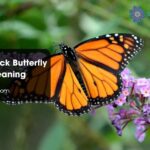 Orange Black Butterfly Spiritual Meaning