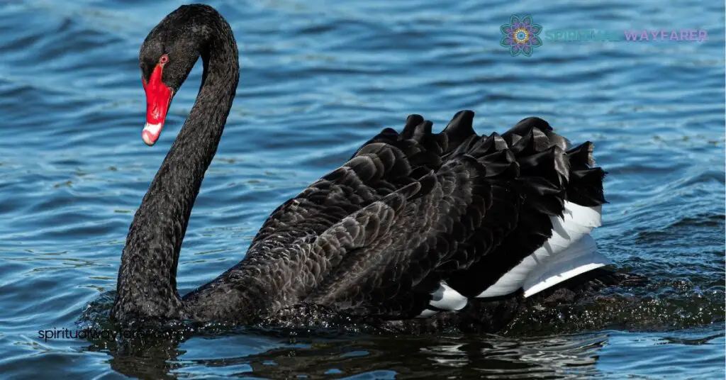 Origin Of The Black Swan Symbol