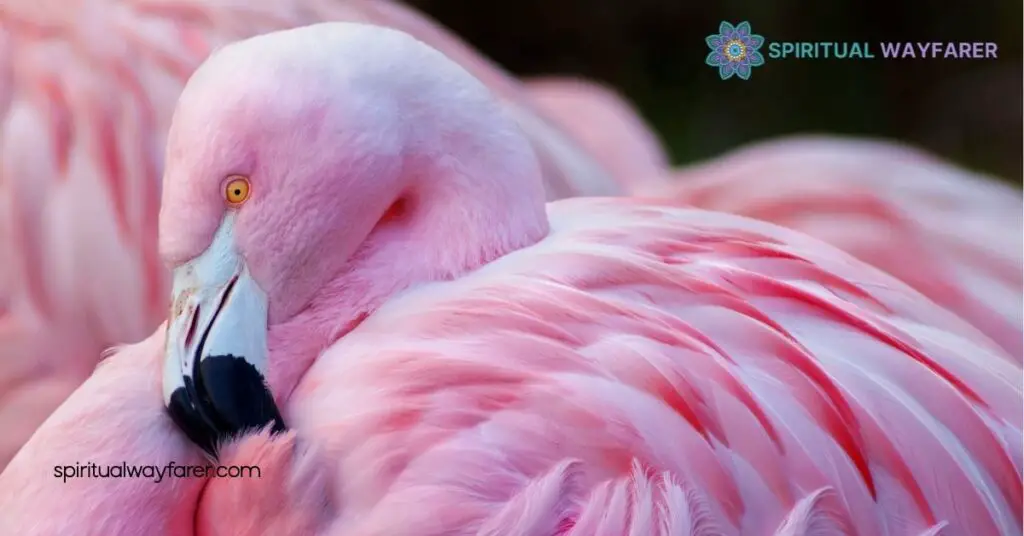 Unlock the Hidden Meanings: Exploring Flamingo Symbolism Across Cultures 1 Origin of Flamingo Symbolism