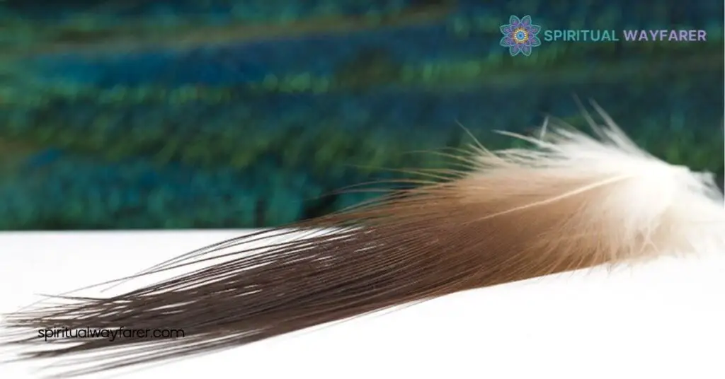 Overview Of Heron Feather Meaning