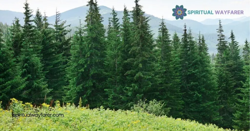 Overview Of Pine Tree Spiritual Meaning
