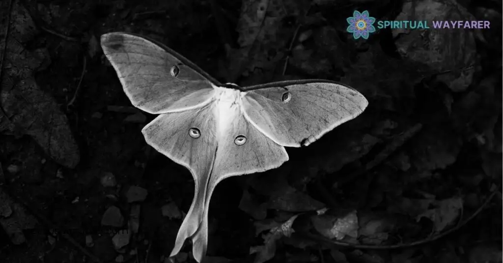 Discover the Spiritual Meaning of a White Moth: Messages for Your Journey 1 Overview of White Moths
