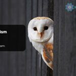 Owl Symbolism