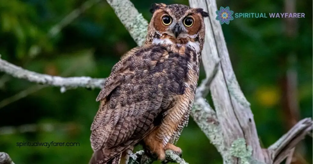 The Ultimate Guide to Owl Symbolism: Wisdom, Mystery & Cultural Significance 2 Owl Symbolism In Literature