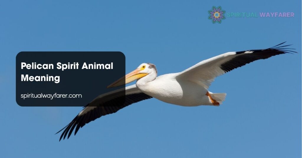Pelican Spirit Animal Meaning