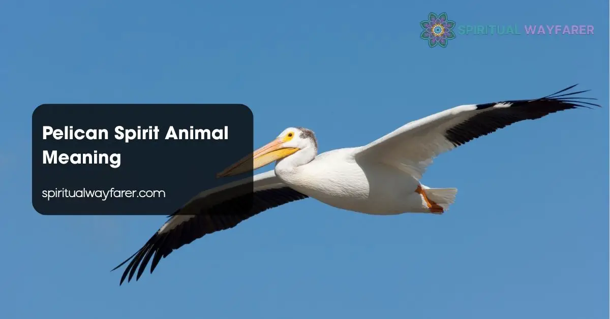 Pelican Spirit Animal Meaning