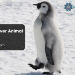 Penguin Power Animal