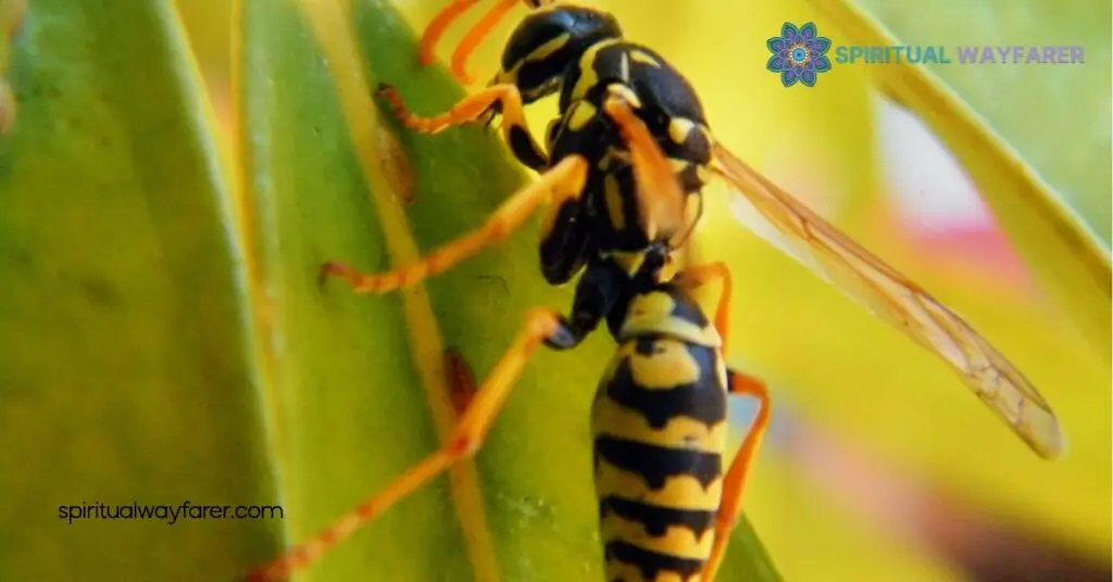 Spiritual Meaning Wasps: Unlock Their Symbolism for Transformation & Growth 4 Personal Growth and Wasp Symbolism
