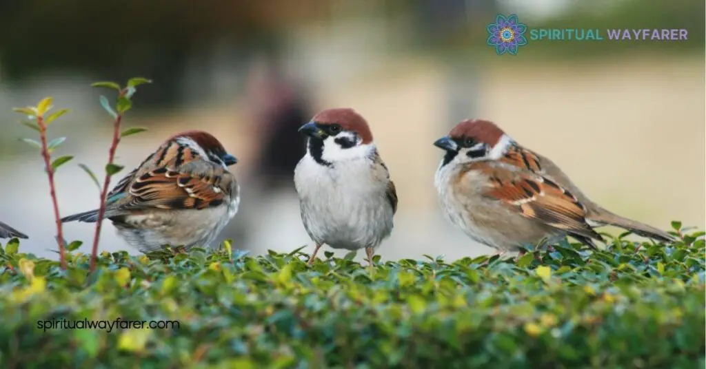 What Does It Mean When a Sparrow Visits You? Discover Their Hidden Symbolism 3 Personal Meaning Behind Sparrow Visits