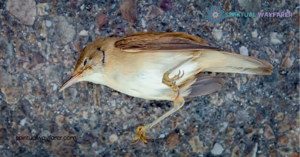 Finding a Dead Bird on Your Doorstep? Here's What It Means Spiritually 4 Personal Reflections and Experiences