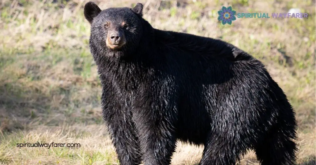 Spiritual Meaning Black Bears Dreams: Discover Their Hidden Messages 4 Personal Reflections and Insights