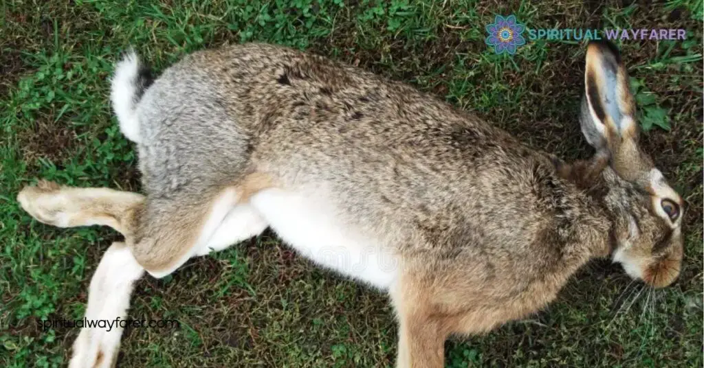 Dead Rabbit Spiritual Meaning: Unlocking Messages of Change and Renewal 4 Personal Transformation Through Dead Rabbit Encounters