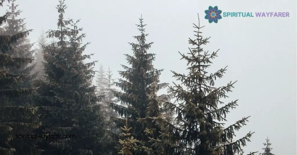 Pine Trees And Personal Growth
