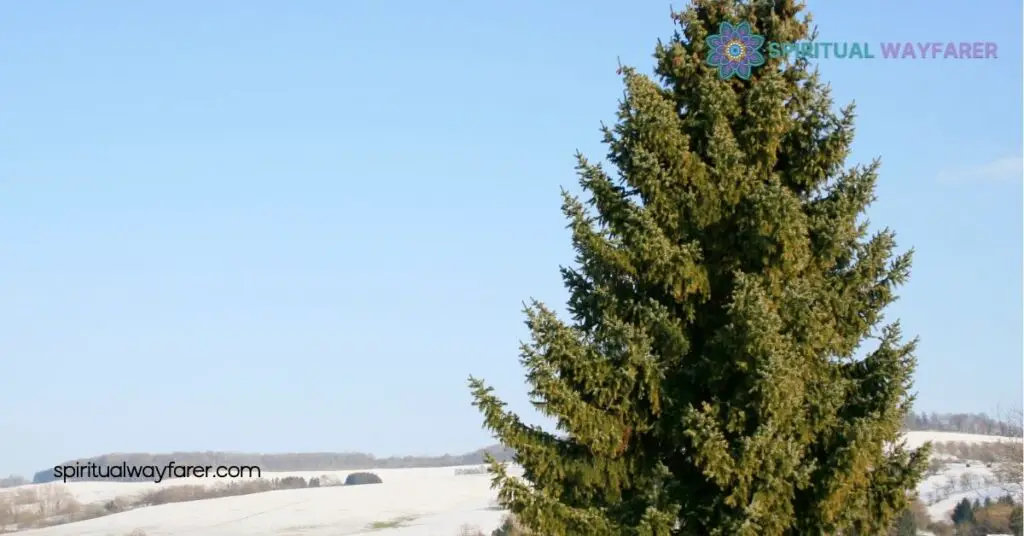 Pine Trees In Spiritual Practices