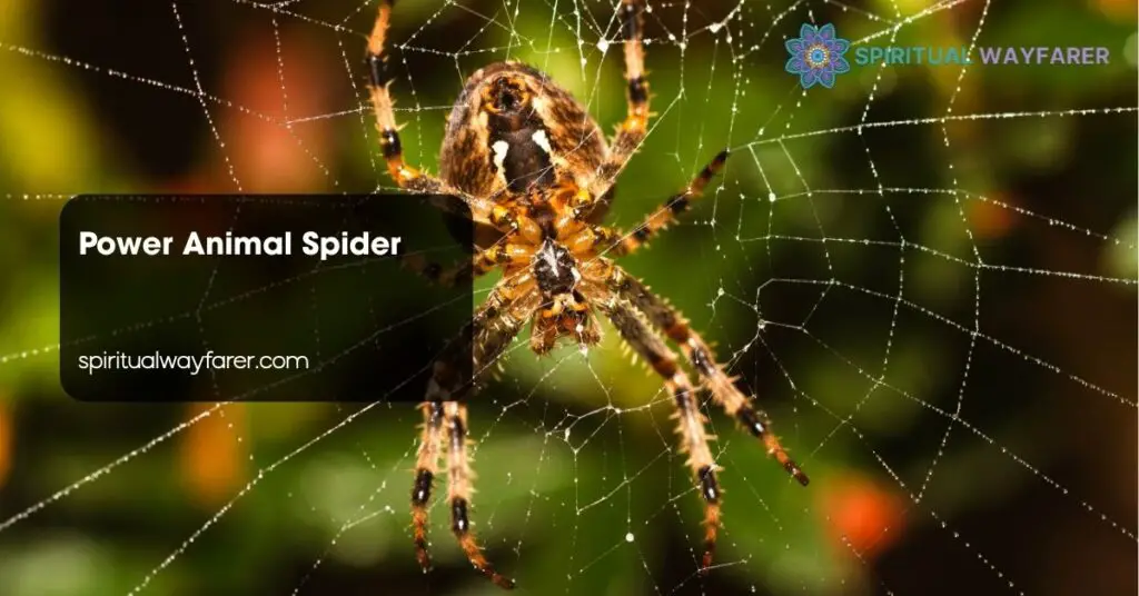 Power Animal Spider