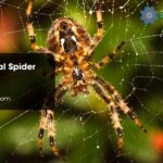 Power Animal Spider
