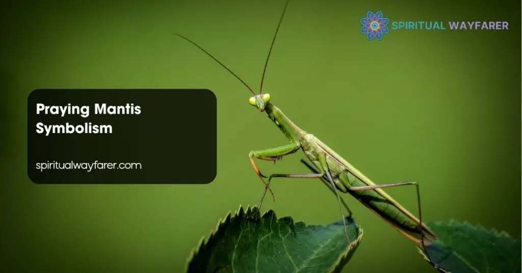 Praying Mantis Symbolism
