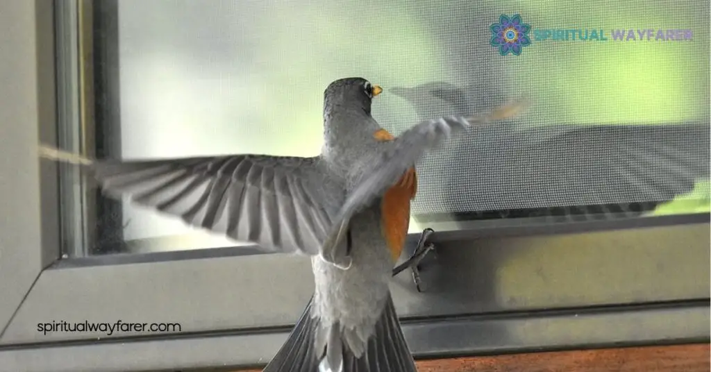 What Does It Mean When a Bird Hits Your Window and Flies Away? Find Out Here 4 Preventative Measures