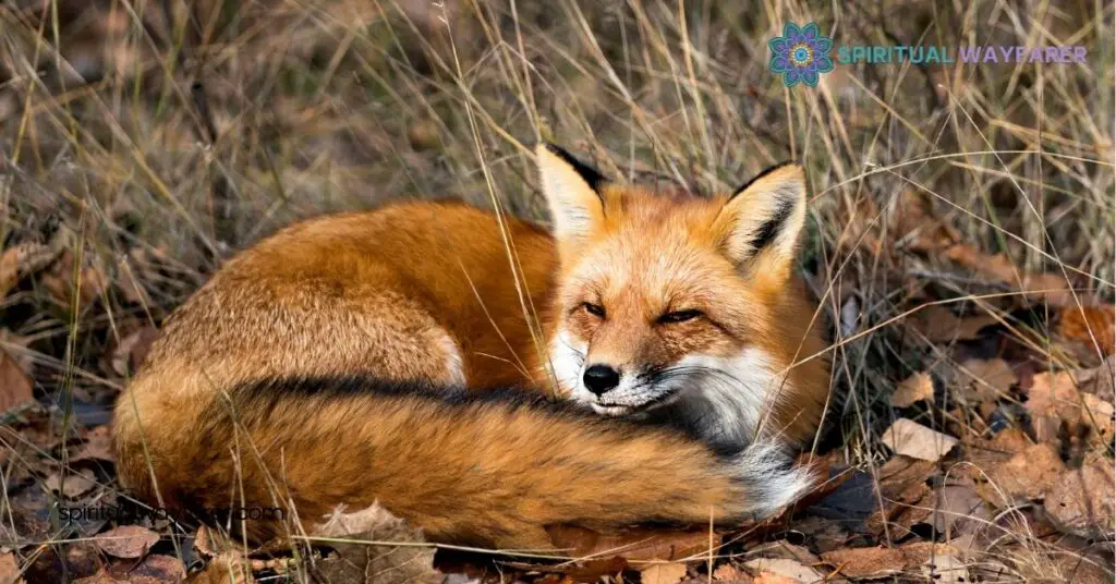 Unlocking Fox Symbolism: Discover the Hidden Meanings Behind This Cunning Creature 4 Psychological Interpretations Of Fox Symbolism