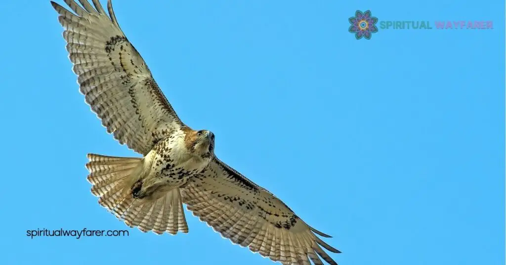 Discover the Powerful Hawk Symbolism: Strength, Vision, and Freedom Unveiled 3 Psychological Interpretations Of Hawk Symbolism