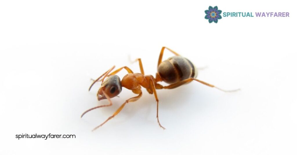 Ant Symbolism Explained: What These Tiny Creatures Teach Us About Life 4 Psychological Interpretations of Ant Symbolism
