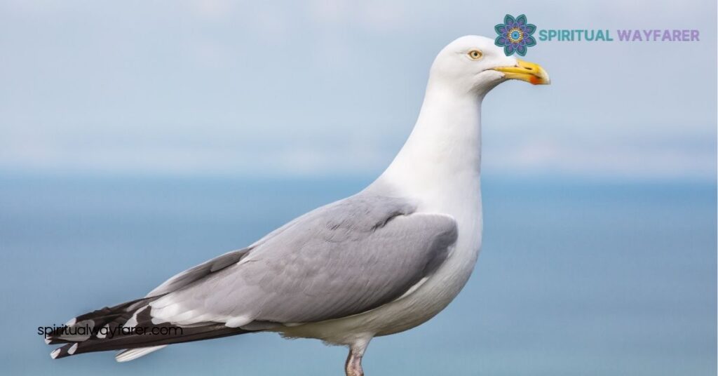 Unlocking the Hidden Meaning: Seagull Symbolism Explained 2 Psychological Meaning Of Seagulls