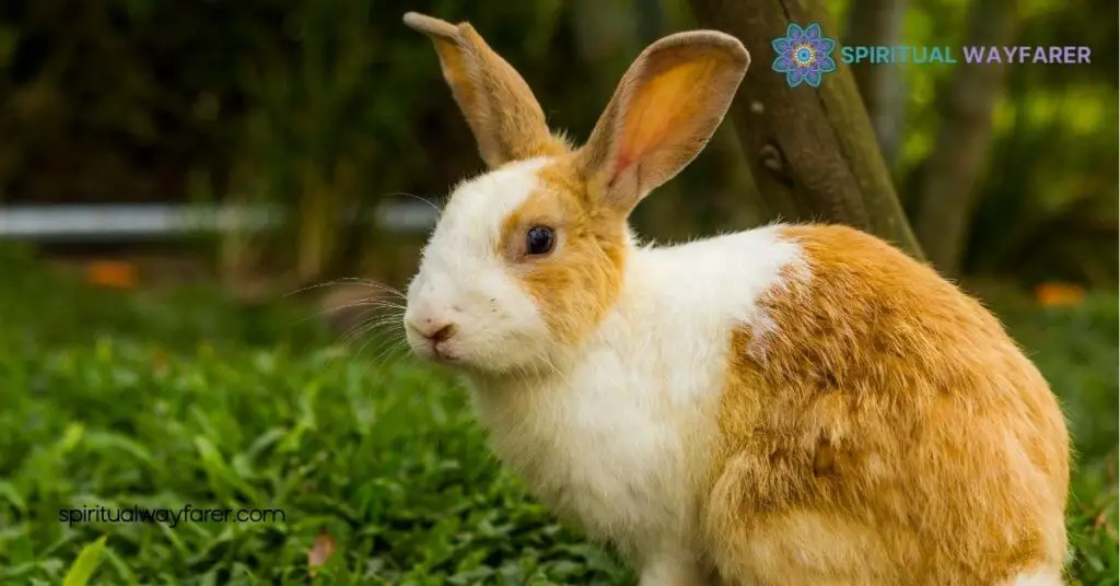Seeing a Rabbit at Night? Uncover Its Spiritual Meaning 4 Psychological Perspectives