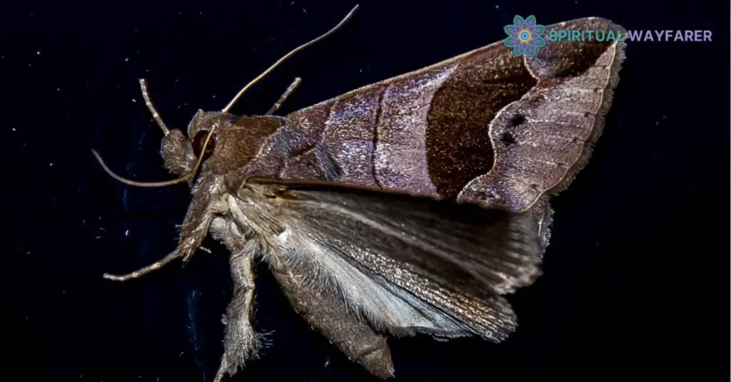 The Power of Moth Symbolism: Transformation, Intuition & Resilience Unveiled 3 Psychological Significance